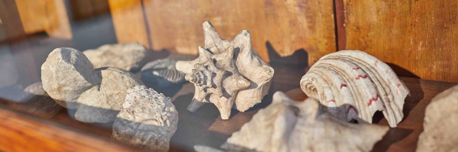 Verschiedene Muscheln und Fossilien, aufgereiht in einer Vitrine.