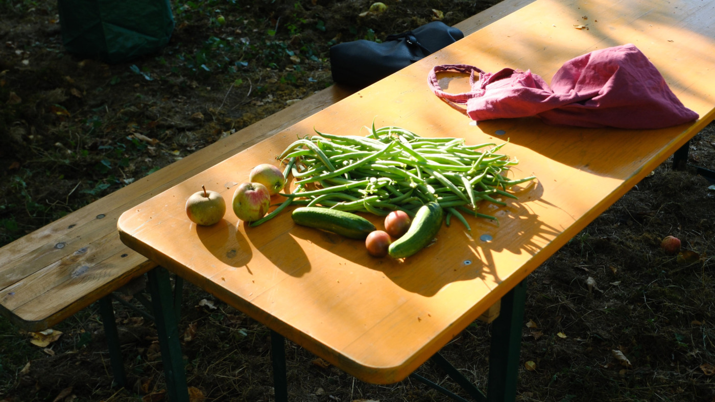 Ernte aus dem Mitmach-Garten. Auf einem Klapptisch liegen im Sonnenlicht reife Bohnen, Gurken, &Auml;pfel und ein Jutebeutel.